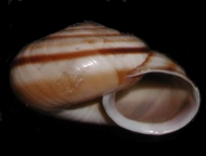 Tabella Chilostoma cingulatum (studer, 1820 )